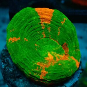 Homophyllia Australis