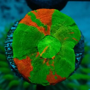 Homophyllia Australis