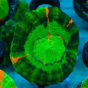 Homophyllia Australis