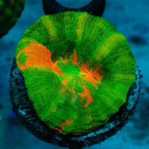 Homophyllia Australis