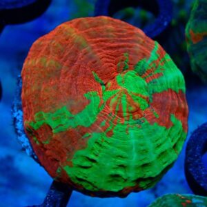Homophyllia Australis