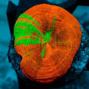 Homophyllia Australis