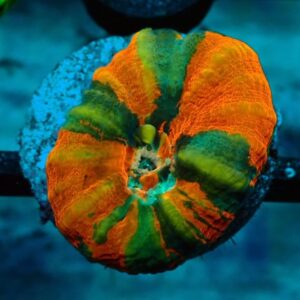 Homophyllia Australis