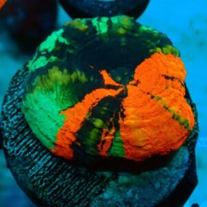 Homophyllia Australis