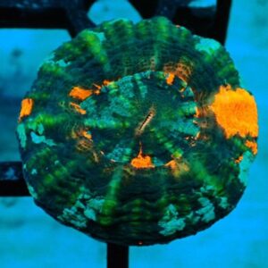 Homophyllia Australis