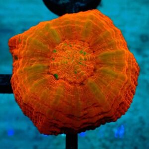 Homophyllia Australis