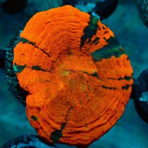 Homophyllia Australis
