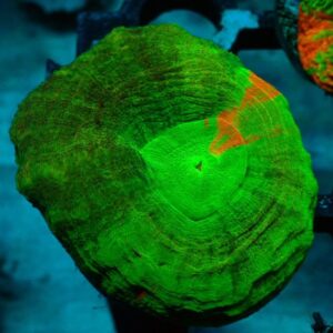 Homophyllia Australis