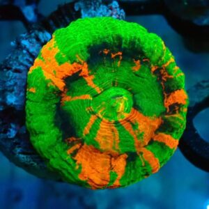Homophyllia Australis