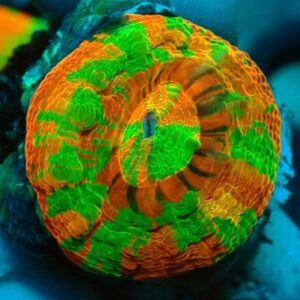 Homophyllia Australis - Juvenile