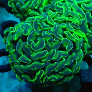 Euphyllia Paraancora